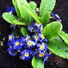 Primrose