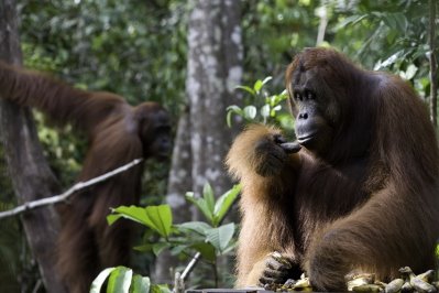 Orangutan-77.jpg