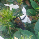 bumblebee