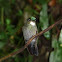 White-throated Mountain-gem Male