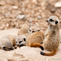 Baby meerkats