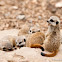 Baby meerkats
