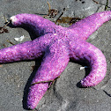 purple sea star