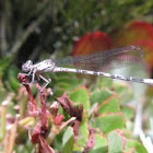 Vivid Dancer (female)