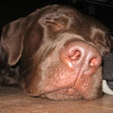 Labrador Retriever
