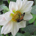 Unknown spotting