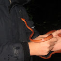 Stenophis.