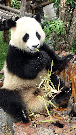 大熊貓。動物拼圖