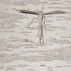 Plume moth
