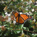 Monarch Butterfly
