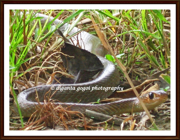 Spotting Image 1