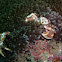 Porcelain Anemone Crab