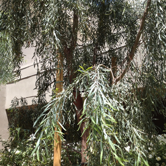Spotting Image 1