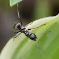 ANTS!!!!
