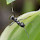 ANTS!!!!