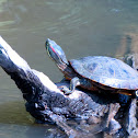 Red-eared slider