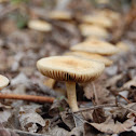 "FieldCap"