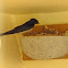 Swallow