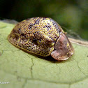 Tortoise beetle