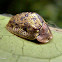 Tortoise beetle