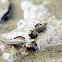 New Guinea mudskipper (廣東彈塗魚)