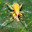 Plant Bug Nymph