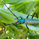 Musk beetle