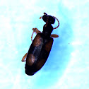 Ant-like Flower Beetle