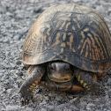 Eastern Box Turtle