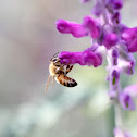 Honey Bee