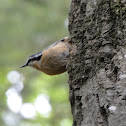 Red-breasted Nuthatch