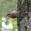 Red-breasted Nuthatch