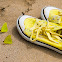 Galapagos Sulphur butterflies