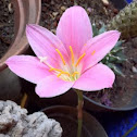 Flor de mayito