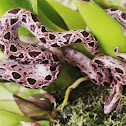 Southern Bromeliad-Boa