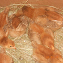 Red Hen's