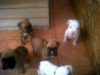 Venta Cachorros Boxer