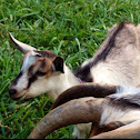 Domestic goat