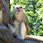Patas Monkey