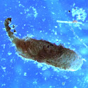 Microcaddisfly larva - Hydroptilidae