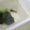 Lobster larvae