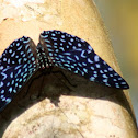 Velutina Cracker