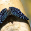 Velutina Cracker