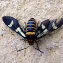 Black-banded Wasp Moth