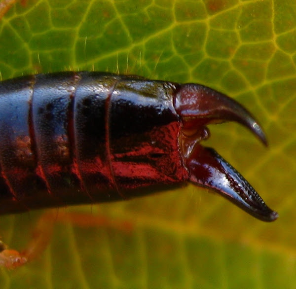 Scissor bug Project Noah