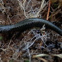 Eastern Red-backed Salamander (Lead back phase)