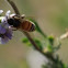 Alfalfa and Western Honey Bee