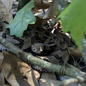 Canebrake Rattlesnake