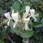 Madreselva. Honeysuckle