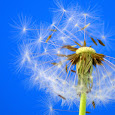 Seeds and Seed Pods 